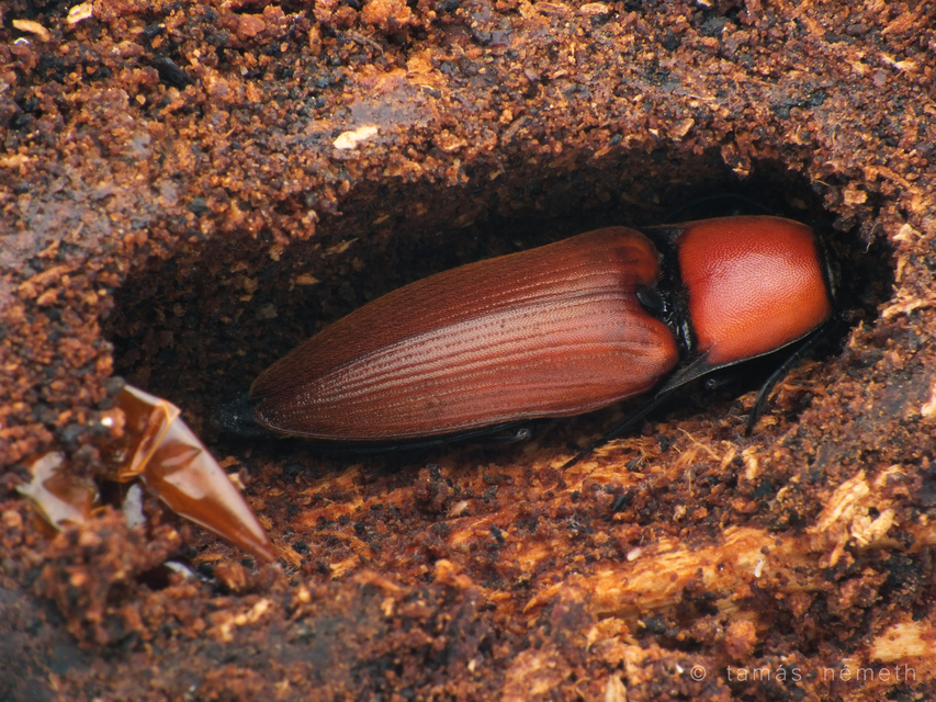 Elater ferrugineus - fűzfapattanó