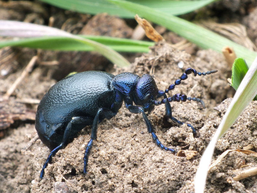 Meloe proscarabaeus - közönséges nünüke