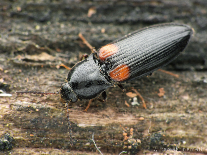 Calambus bipustulatus - kétfoltos pattanó Calambus bipustulatus - kétfoltos pattanó