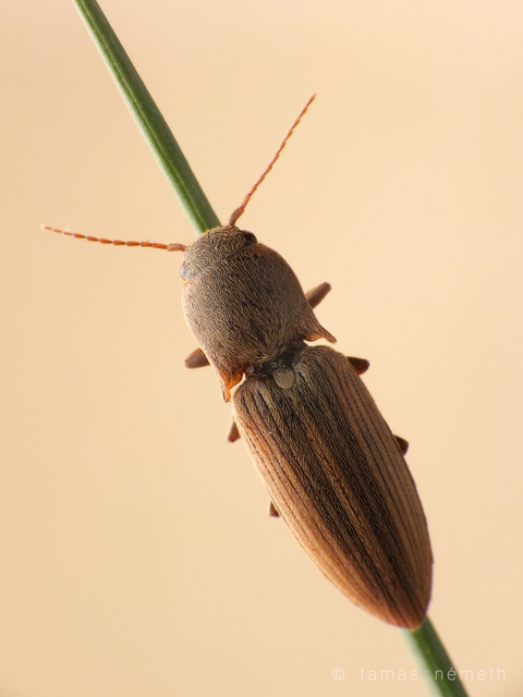 Agriotes lineatus - vetési pattanó