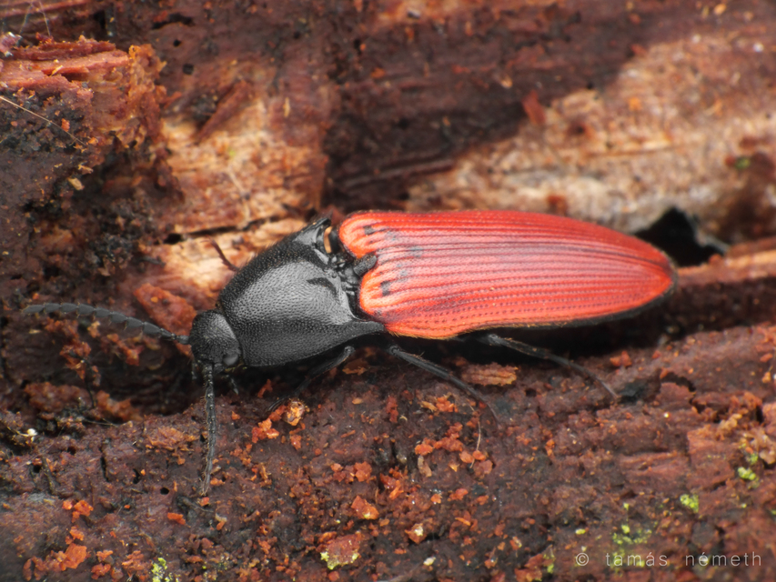Ampedus sanguineus - vérvörös pattanó