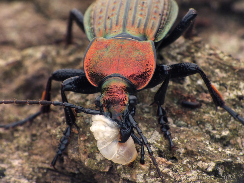 Carabus ulrichii - rezes futrinka