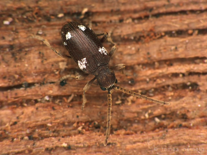 Ptinus sexpunctatus - hatfoltos tolvajbogár