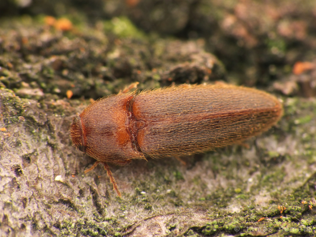 Brachygonus ruficeps - sárgafejű pattanó