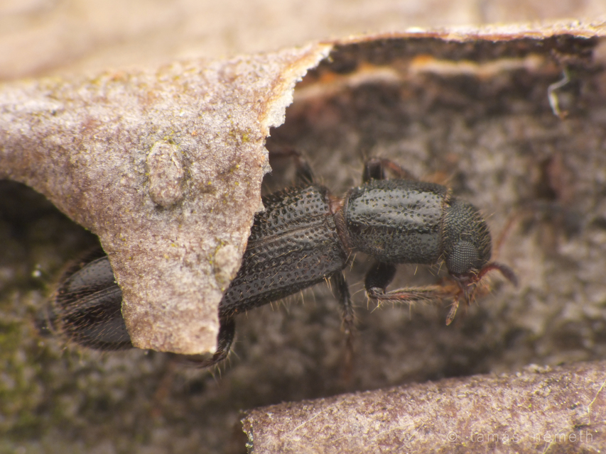 Tarsostenus univittatus - fehérszalagos szúfarkas