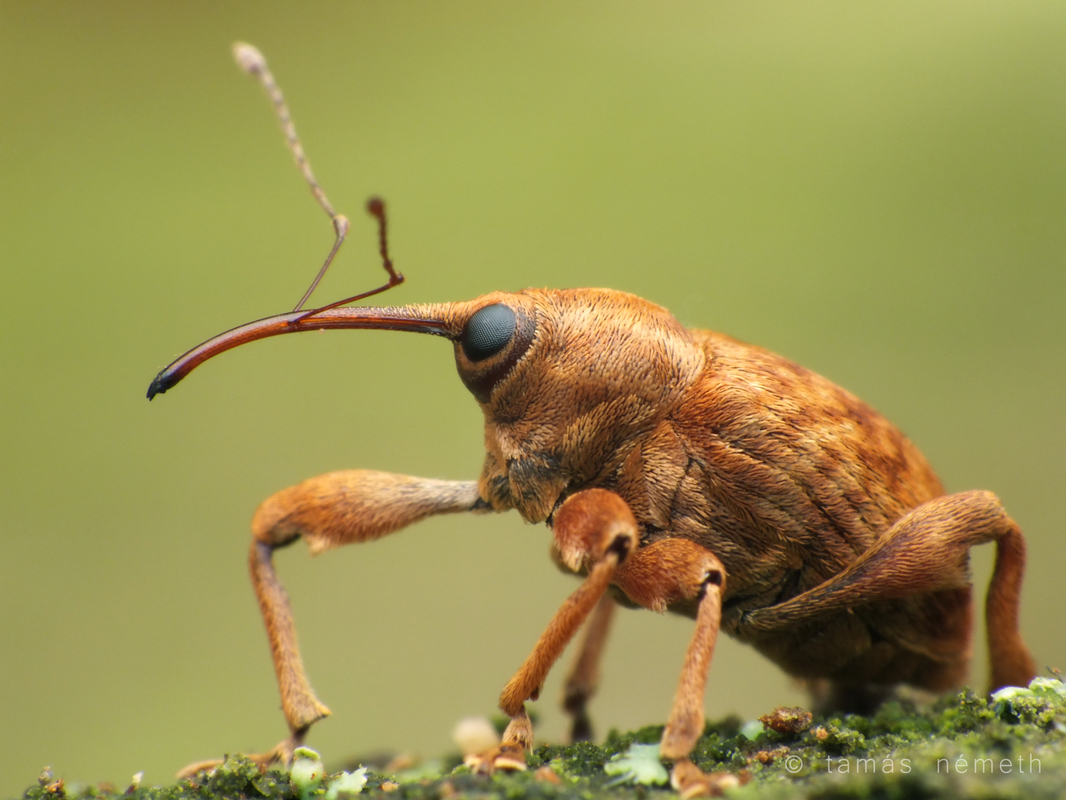 Curculio pellitus - makklikasztó zsuzsóka