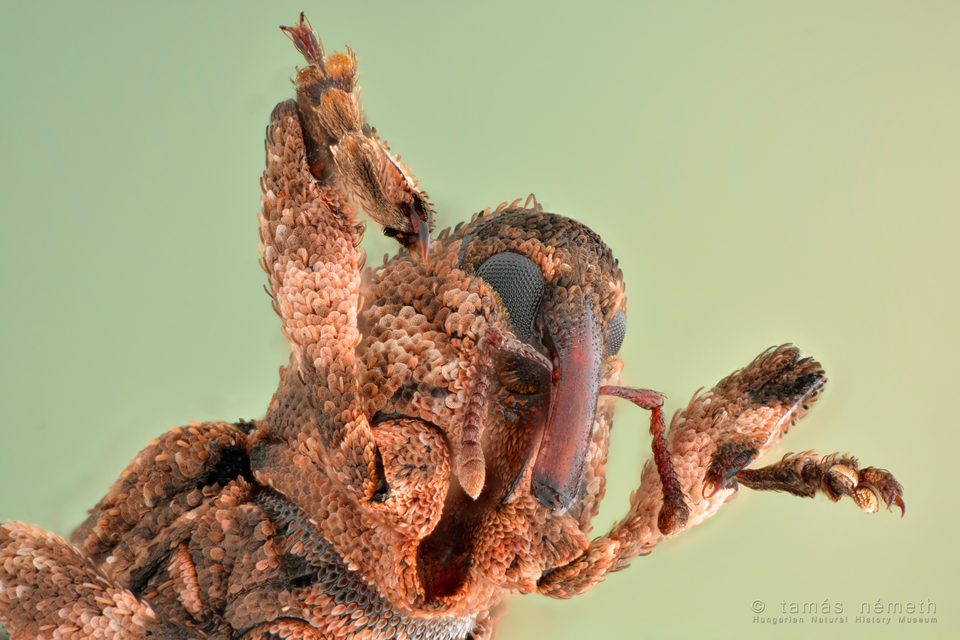 Camptorhinus statua - bordás holttettetős-ormányos
