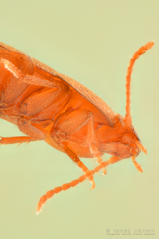 Leptinus testaceus - közönséges egérbogár