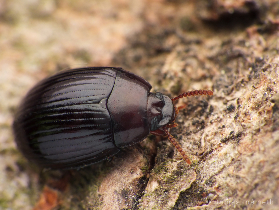 Platydema dejeani