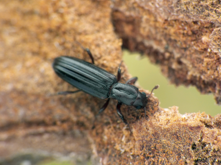 Ogmoderes angusticollis
