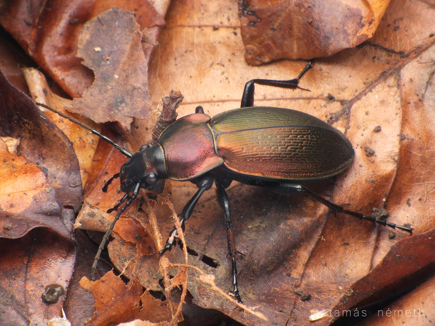Carabus scheidleri - változó futrinka