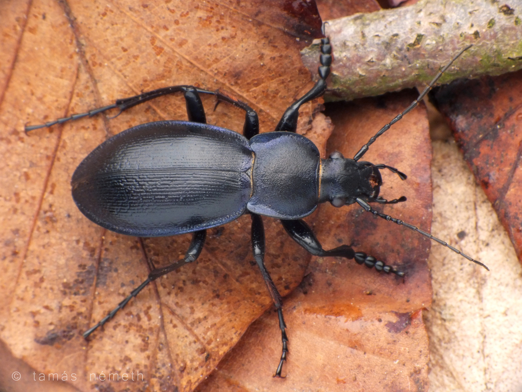 Carabus zawadzkii - zempléni futrinka