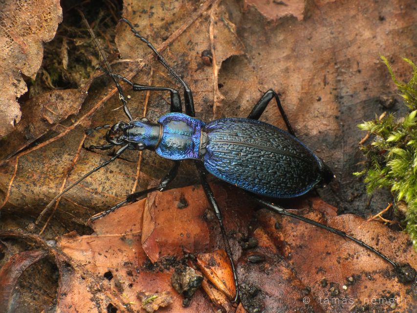 Carabus intricatus - kék laposfutrinka