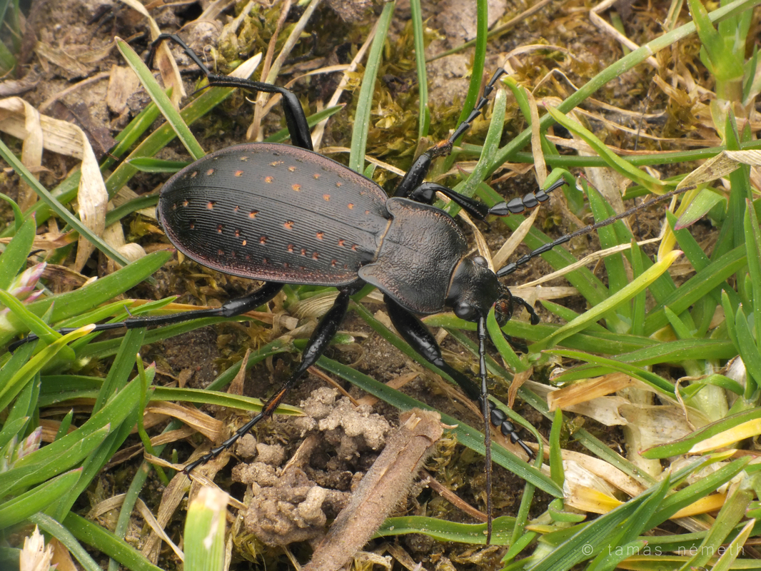 Carabus hortensis - aranypettyes futrinka