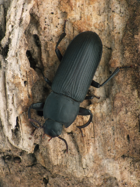 Tenebrio opacus - fogastorkú lisztbogár