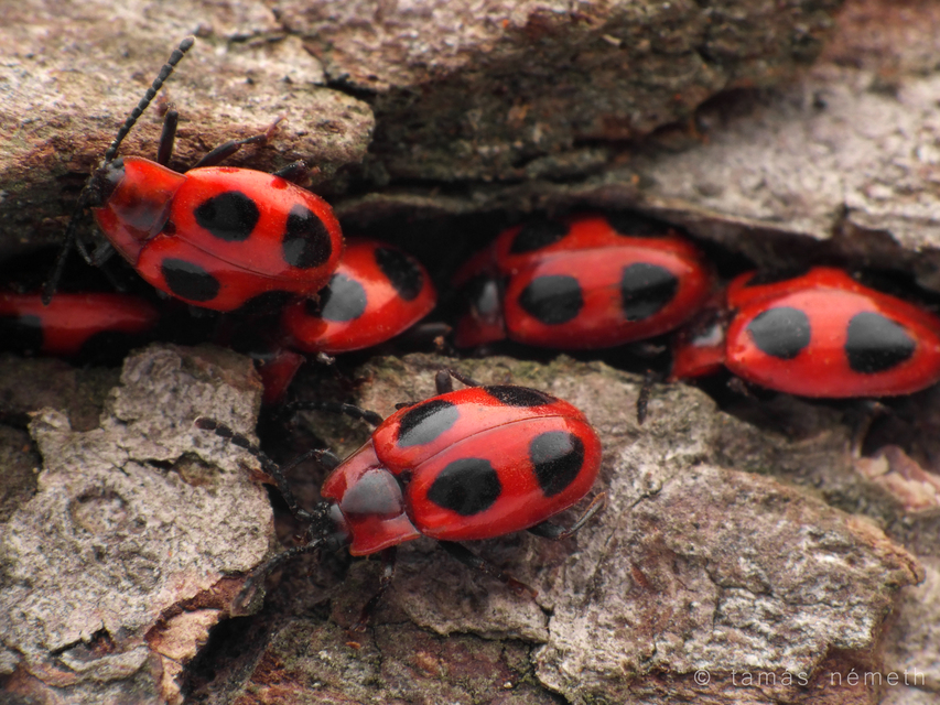 Endomychus coccineus - négypettyes álböde