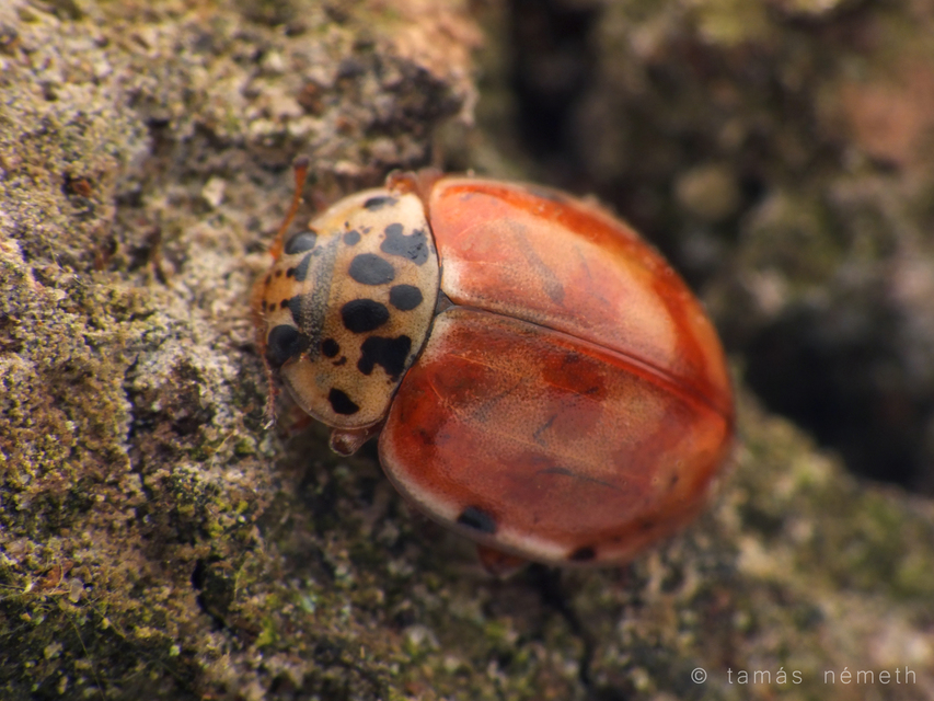 Harmonia quadripunctata - négypettyes katica