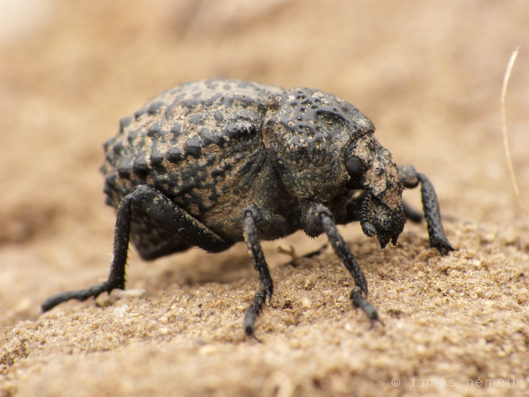 Brachycerus foveicollis - szögletes ragyásormányos
