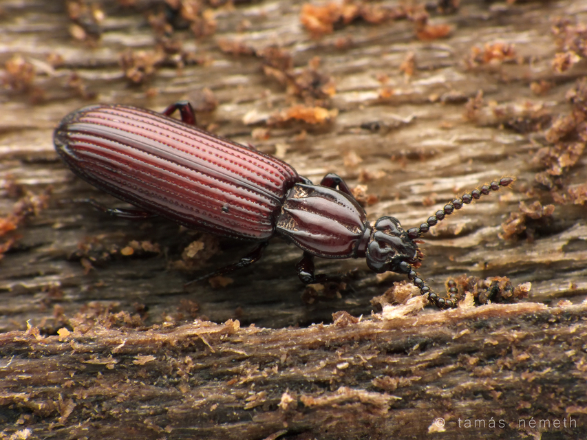 Rhysodes sulcatus - kerekvállú állasbogár