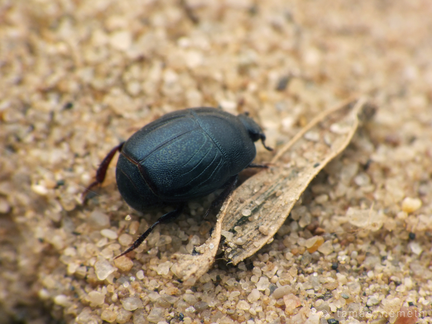 Hypocaccus metallicus - fekete trágyasutabogár