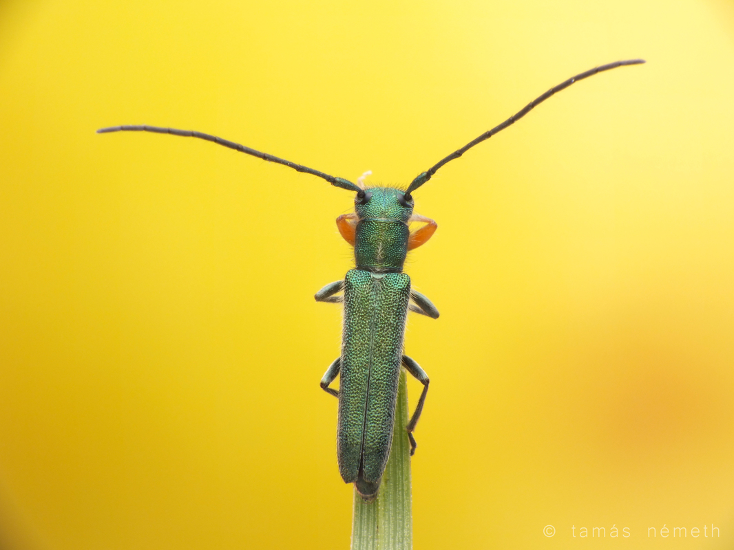 Phytoecia caerulea - fémzöld fűcincér