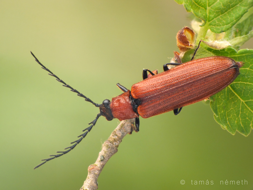 Denticollis rubens - alhavasi pattanó