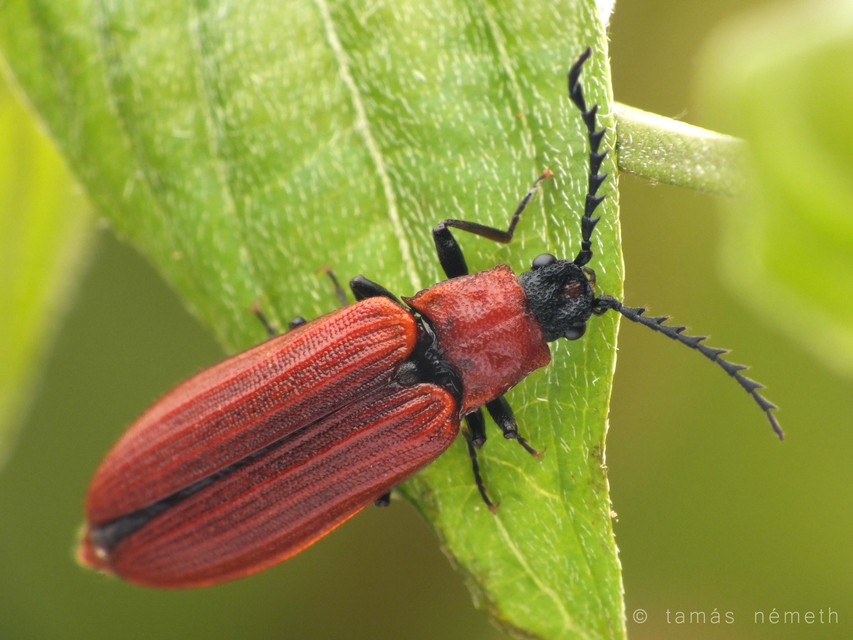 Denticollis rubens - alhavasi pattanó