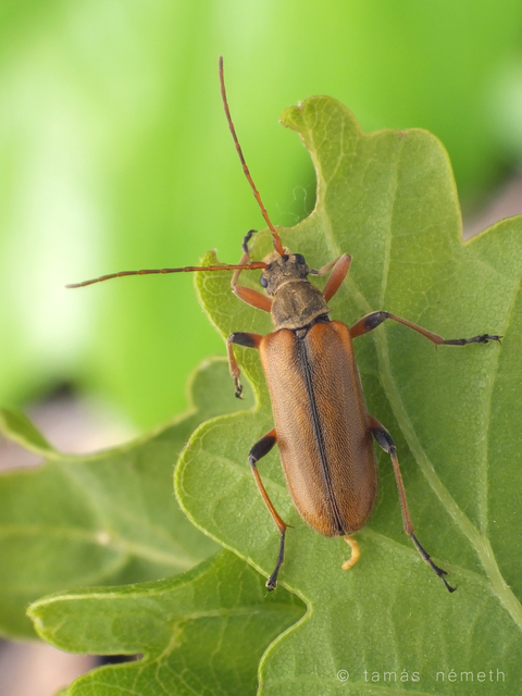 Cortodera humeralis - négyfoltos cserjecincér