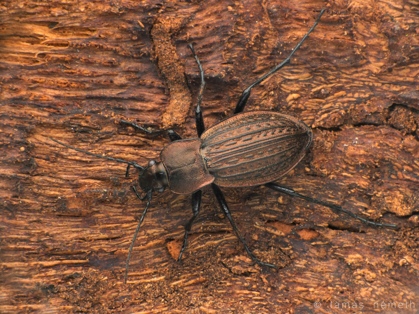 Carabus cancellatus - ragyás futrinka