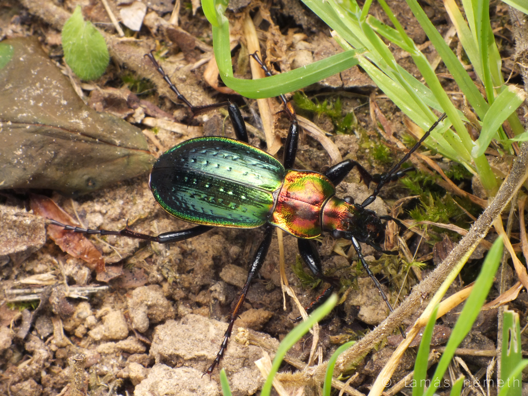 Carabus obsoletus nagyaensis