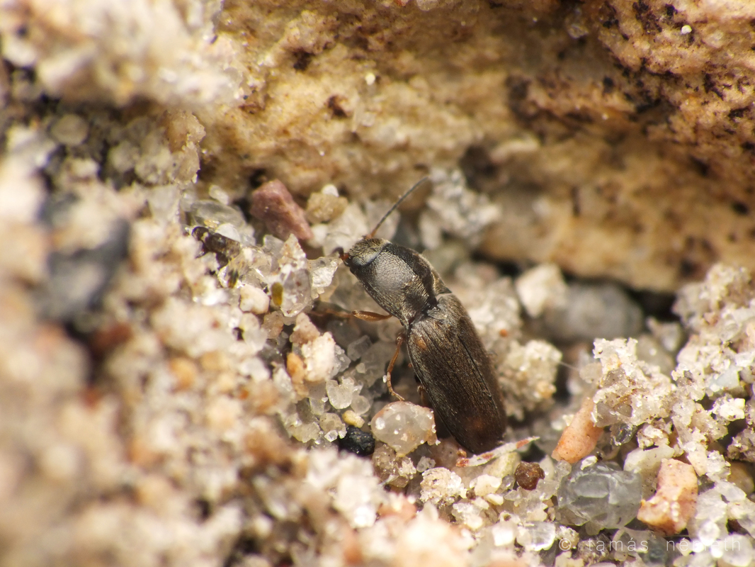 Zorochros dermestoides - közönséges fövenypattanó