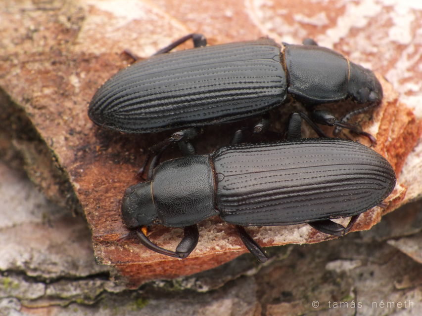 Menephilus cylindricus - fogasnyakú gyászbogár