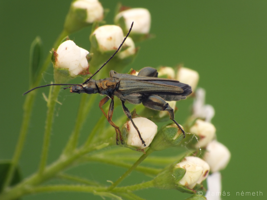Oedemera flavipes - sárgalábú álcincér