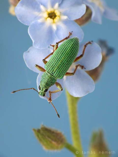 Polydrusus formosus - selymes lombormányos