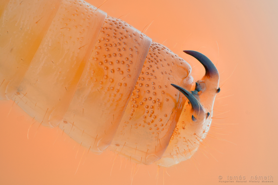 Menephilus cylindricus - fogasnyakú gyászbogár