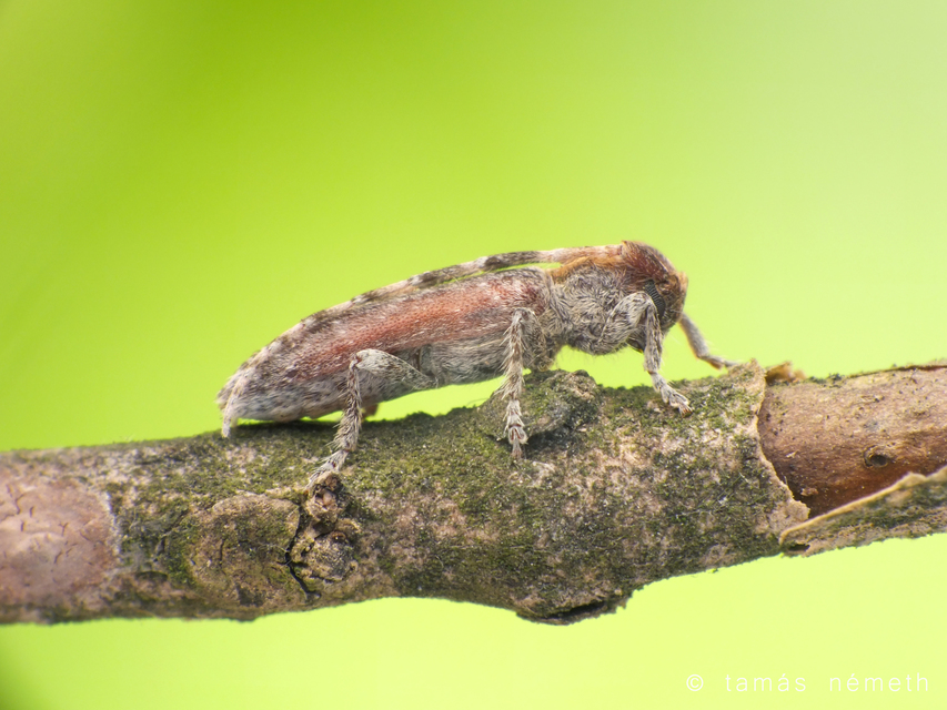 Deroplia genei - keskeny tölgycincér