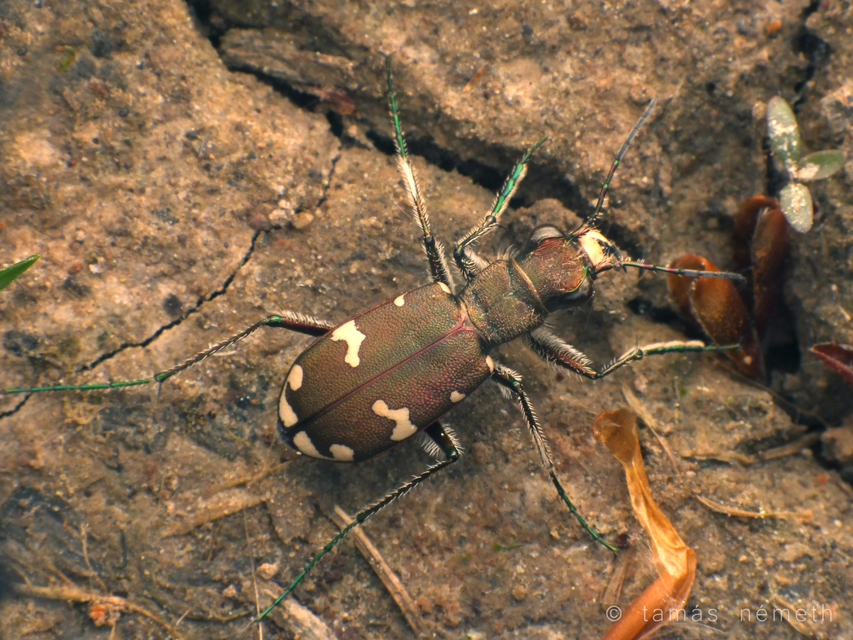 Cicindela sylvicola - erdei homokfutrinka