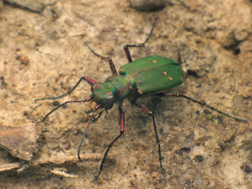 Cicindela campestris - mezei homokfutrinka