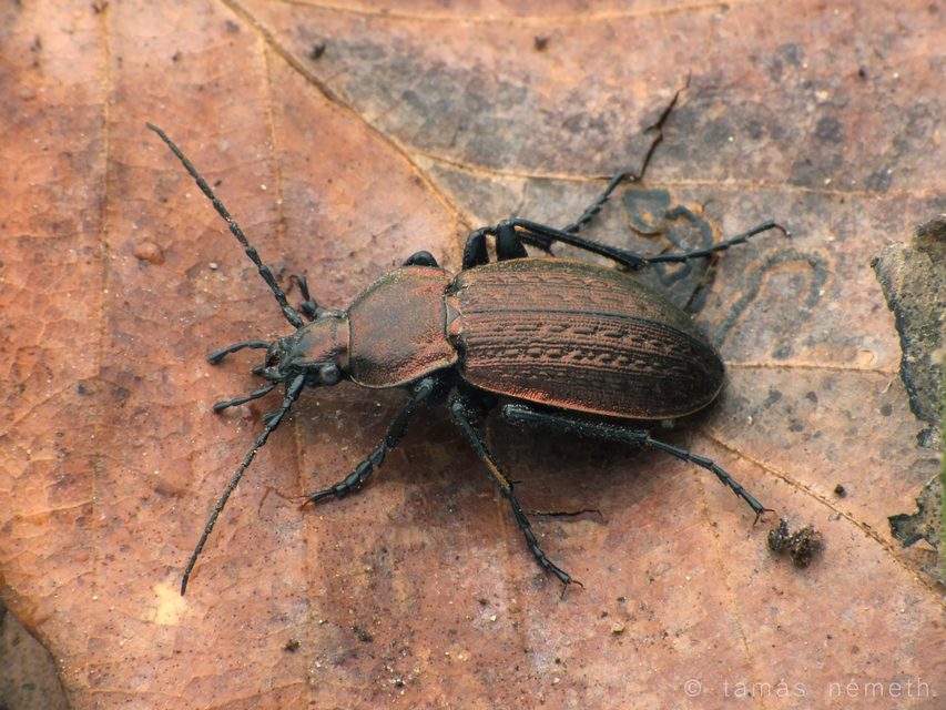 Carabus arvensis - sokszínű futrinka