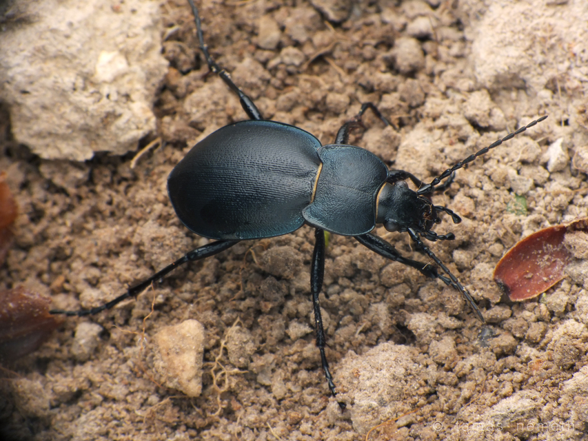 Carabus convexus - selymes futrinka