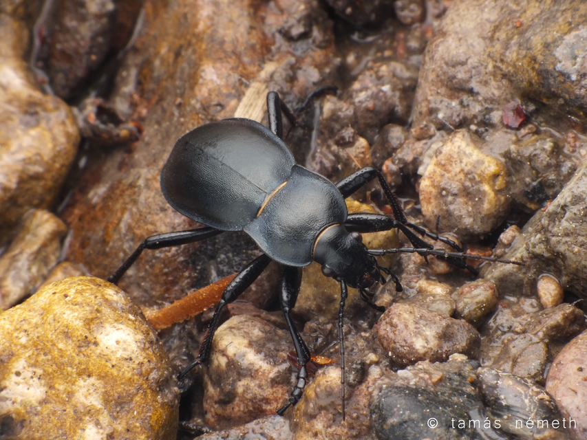 Carabus glabratus - domború futrinka