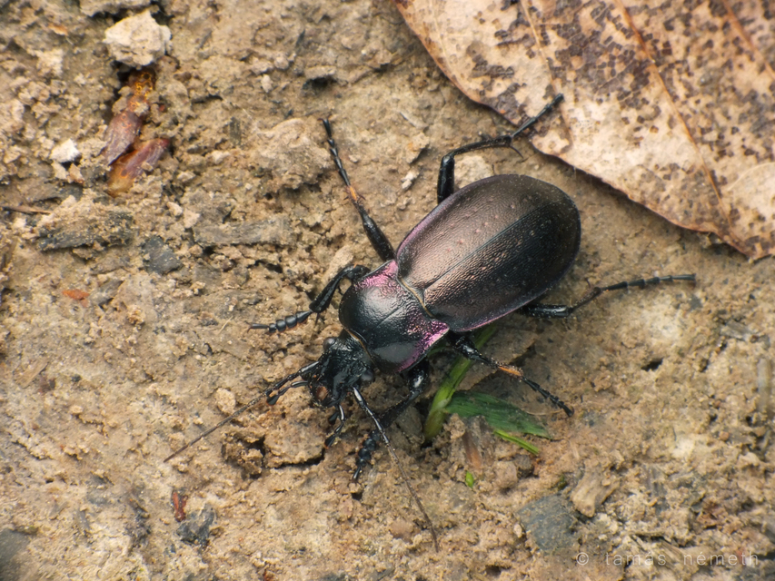 Carabus nemoralis - ligeti futrinka