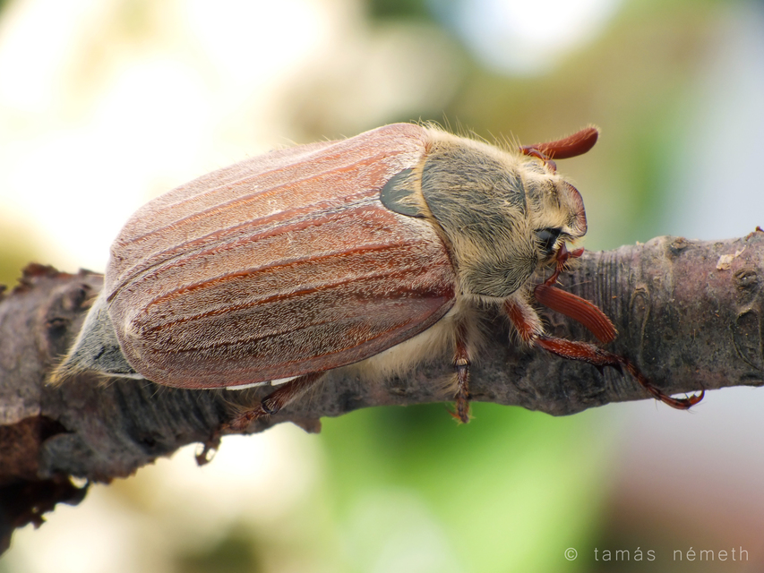 Melolontha pectoralis - hamvas cserebogár