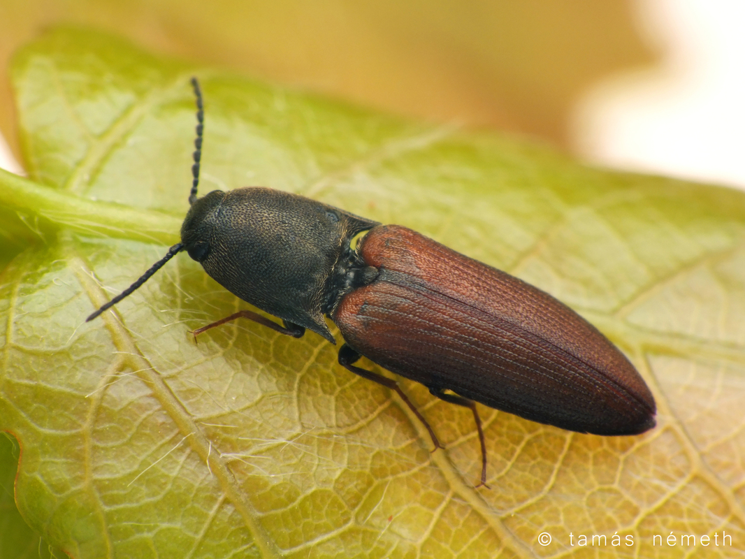 Sericus brunneus - gesztenyebarna pattanó