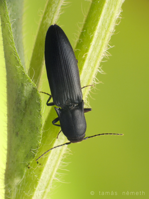 Ectinus aterrimus - kormos pattanó