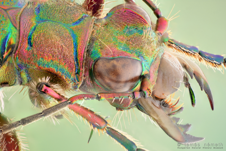 Cicindela campestris - mezei homokfutrinka