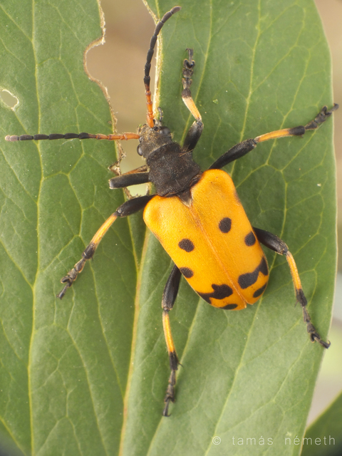 Brachyta balcanica