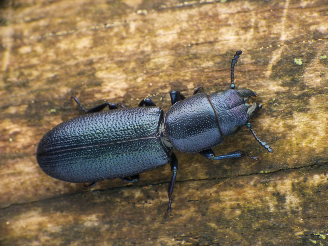 Temnochila caerulea