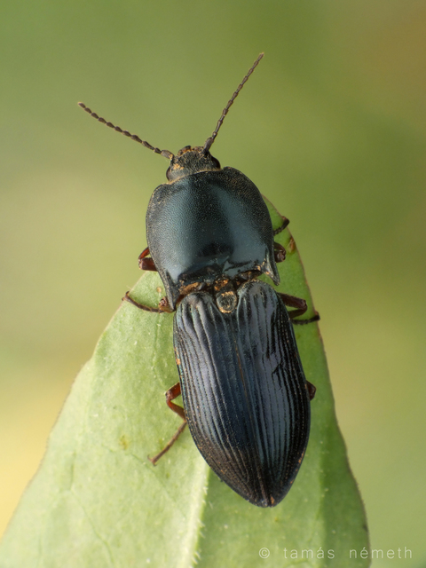 Selatosomus amplicollis