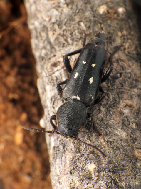 Xylotrechus raghidae